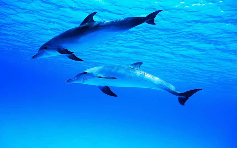 Dolphin Wallpapers