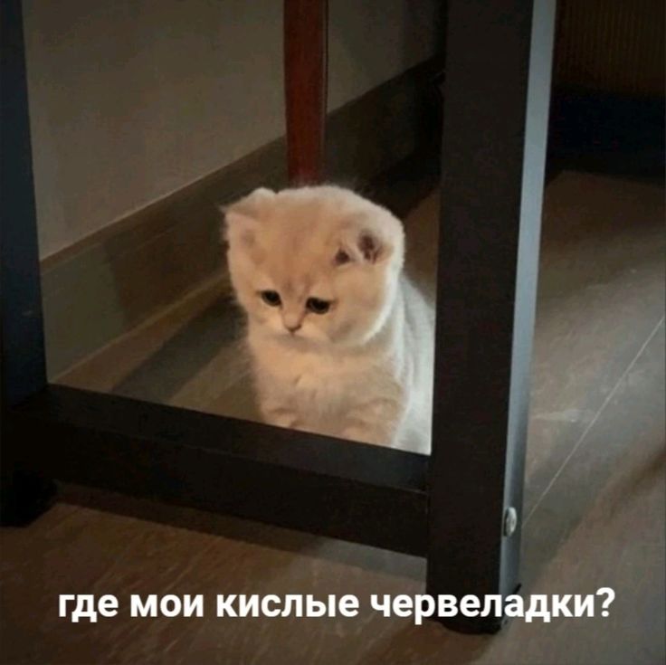 Котоматрица