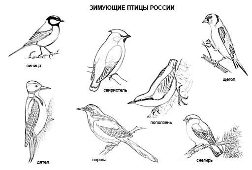 Птицы задания на графомоторику 