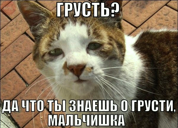 Котоматрица