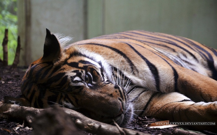 Tiger blinded in vicious attack after 