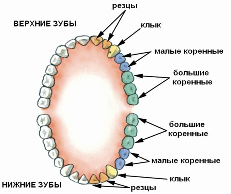 Реалистичный белый зуб в золотой короне 