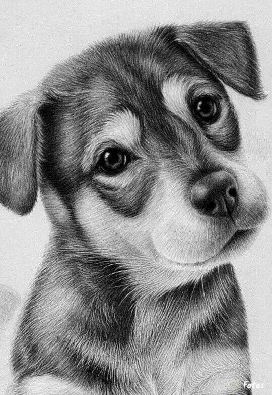 Animal Drawings / Рисунки Животных 